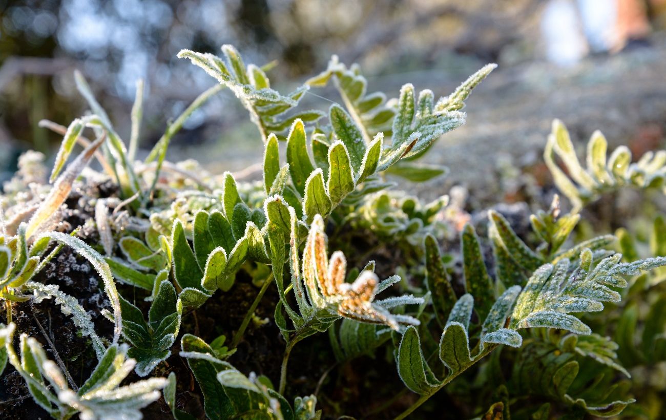 Зображення новини: Перші морози можуть знищити ваш сад: як уберегти рослини