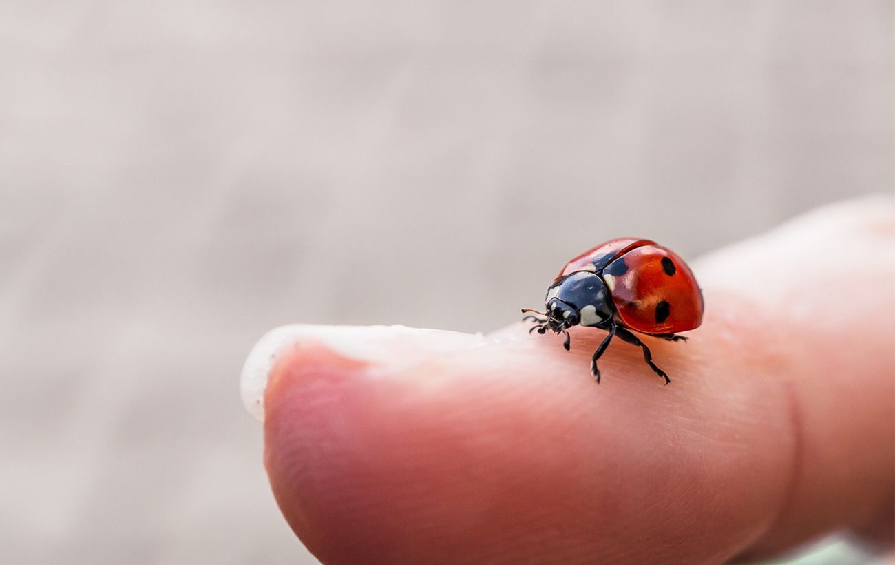 Зображення новини: Добрий знак чи попередження? Чому в дім залітають сонечка: прикмети та наукове пояснення