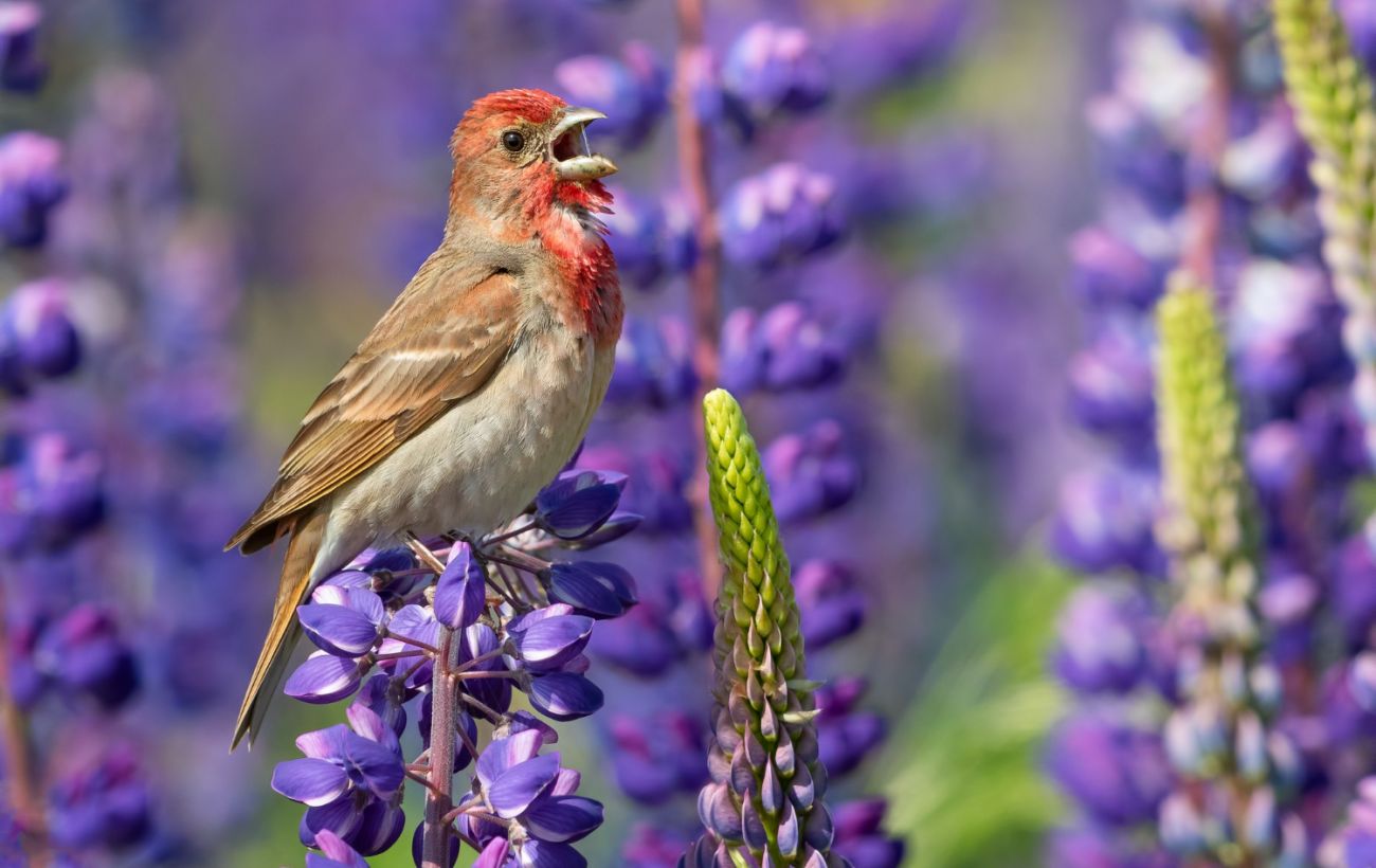 Зображення новини: Не романтика, а прояв агресії? Що насправді означає пташиний спів