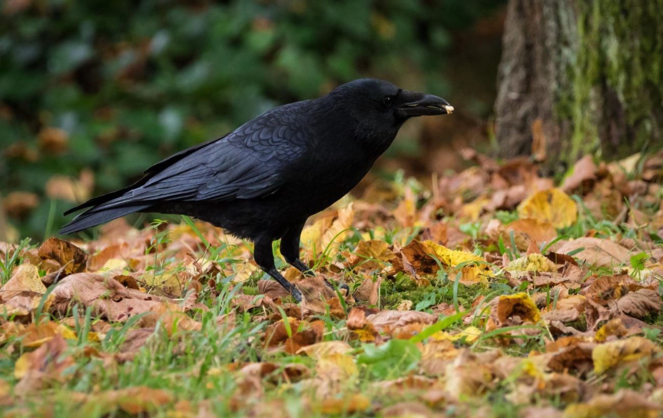Зображення новини: Довголіття птахів без міфів: орнітолог розповіла, скільки вони живуть у природі й неволі