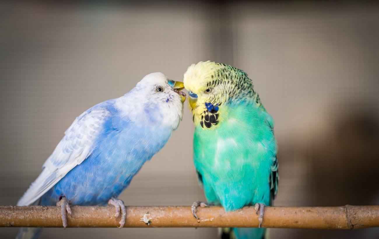Зображення новини: Не тільки папуга. Хто з птахів може "навчитись говорити"