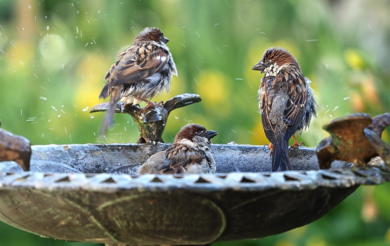Зображення новини: Чому в Україні зникають горобці й чи загрожує це сільському господарству