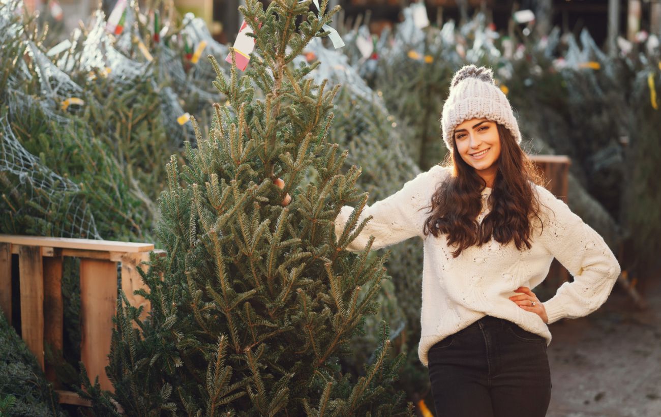 Зображення новини: Скільки коштуватимуть ялинки в Києві: у КМДА назвали ціни 2025