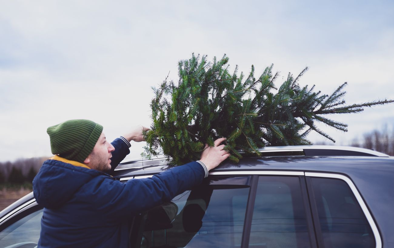 Зображення новини: В Україні починають продавати новорічні ялинки: скільки коштують у різних регіонах