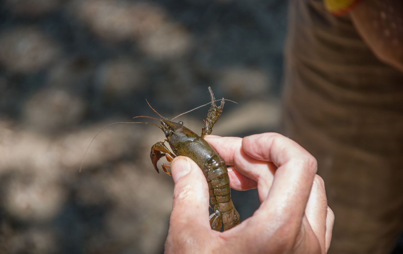 Зображення новини: В Україні введуть тривалу заборону на вилов раків: у чому причина та які штрафи