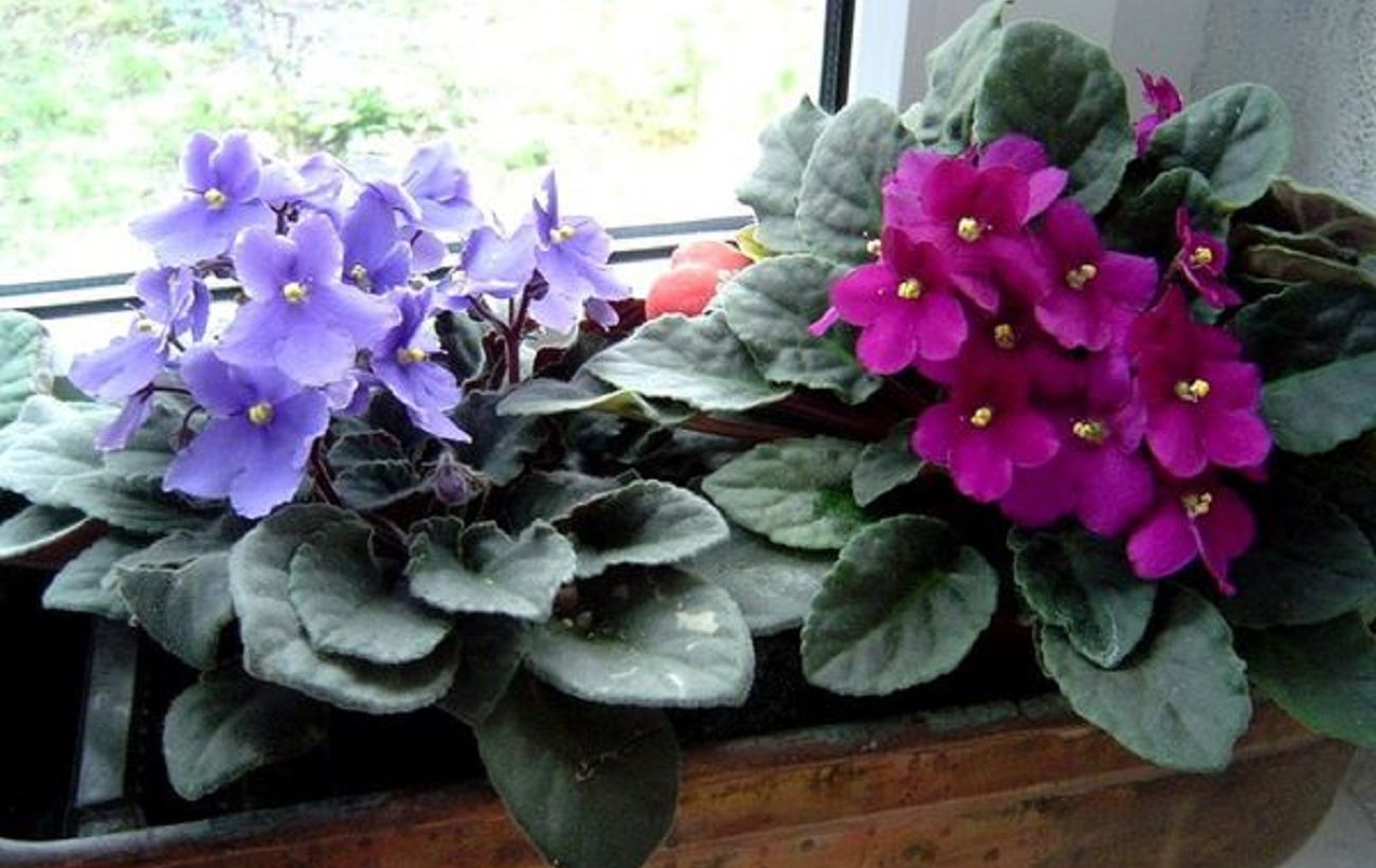 Зображення новини: Чому ваша фіалка не цвіте і гине: три головні помилки, які допускають майже всі