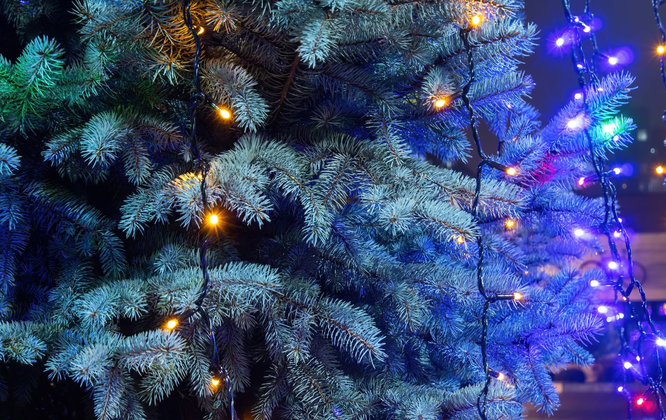 Зображення новини: У Центральному парку Харкова з’явилася новорічна ялинка: як прикрашають місто