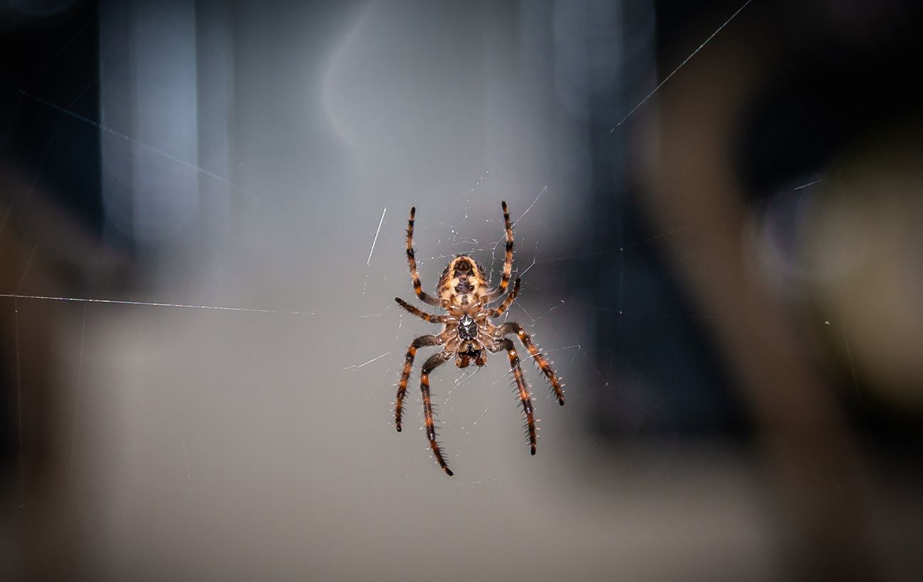 Зображення новини: Павук у домі: до грошей, любові чи біди - що кажуть українські прикмети