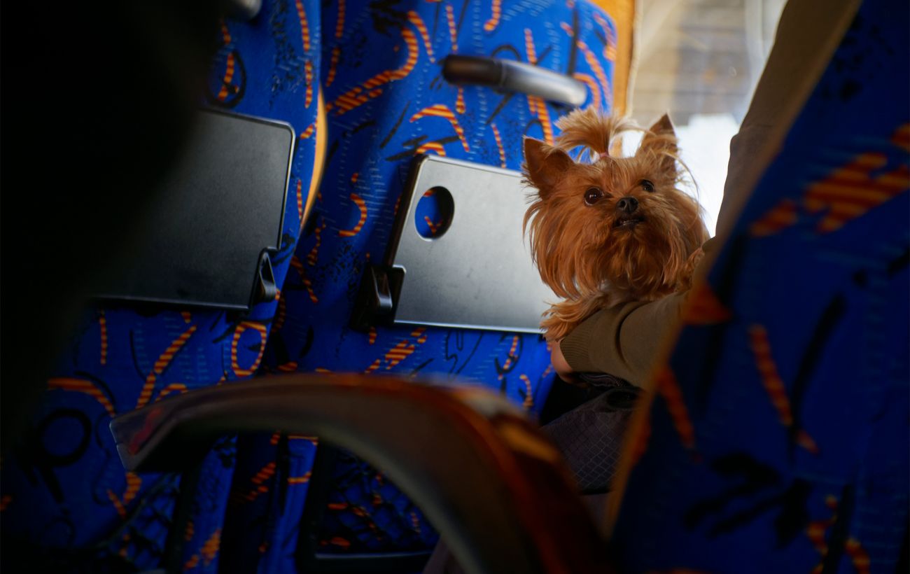 Зображення новини: Подорож з котом або собакою за кордон: які вимоги діють для в’їзду до ЄС