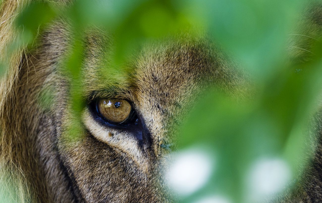 Зображення новини: Найнебезпечніші тварини, для яких людина стає здобиччю