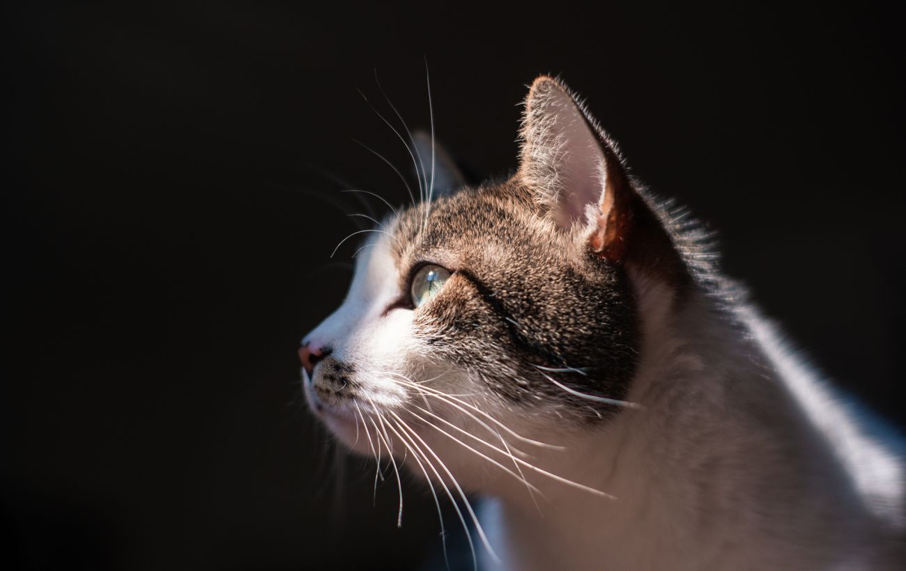 Зображення новини: У Київській області в приватній перетримці загинули понад 50 тварин: деталі справи