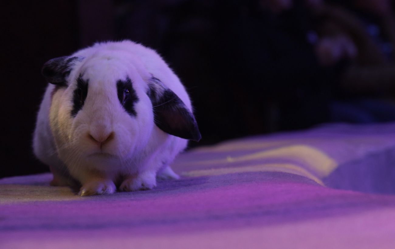 Зображення новини: Культурна спадщина чи жорстокість: чому тварини досі виступають у Національному цирку