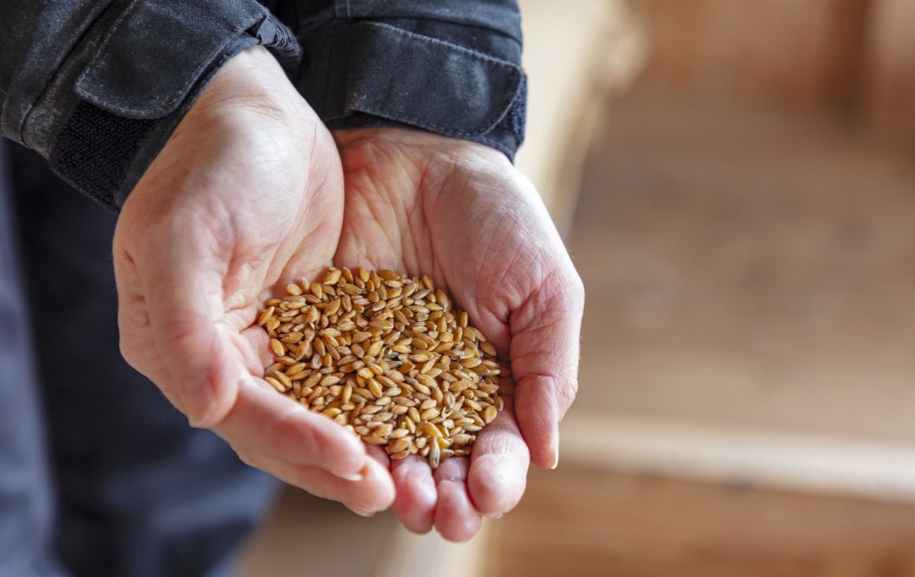 Зображення новини: Чому не можна викидати зерно посівальників: помилка, яка притягує злидні