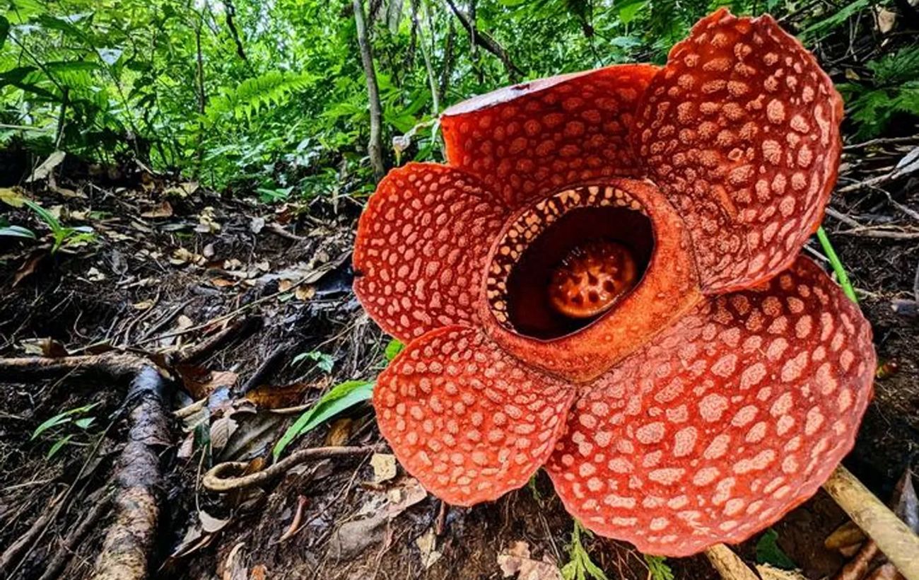 Зображення новини: "Сатана на троні з гнилої цибулі": вчені знайшли найсмердючішу речовину у світі
