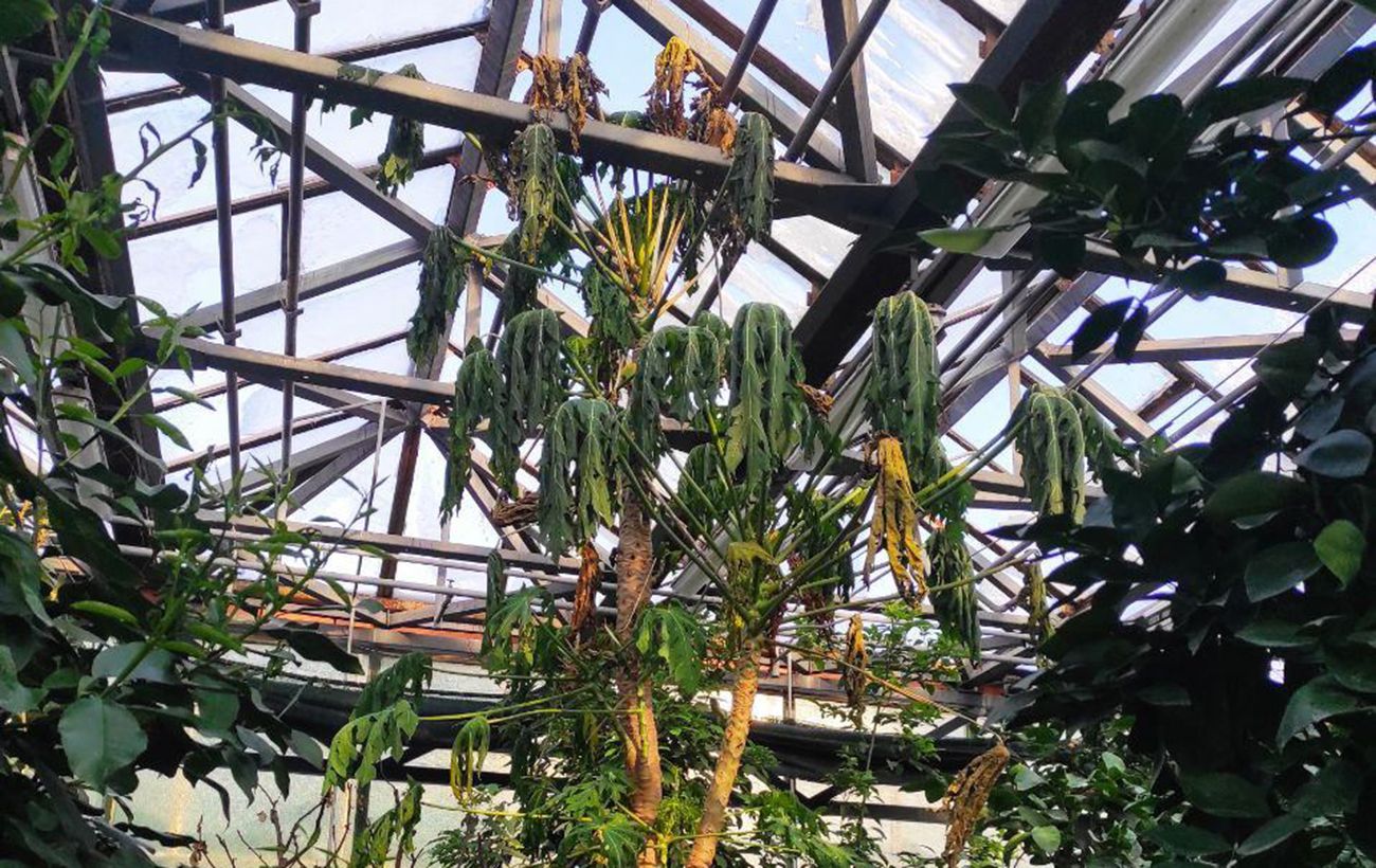 Зображення новини: Без світла і тепла: у ботсаду Гришка опинились під загрозою оранжереї з тропічними рослинами