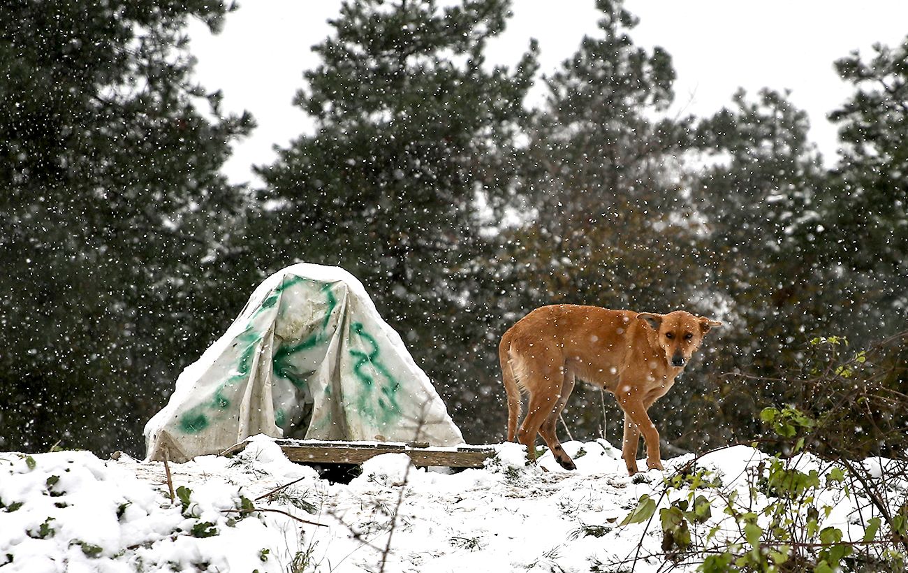 Зображення новини: Морози небезпечні для всіх: як допомогти тваринам і птахам взимку, щоб не нашкодити