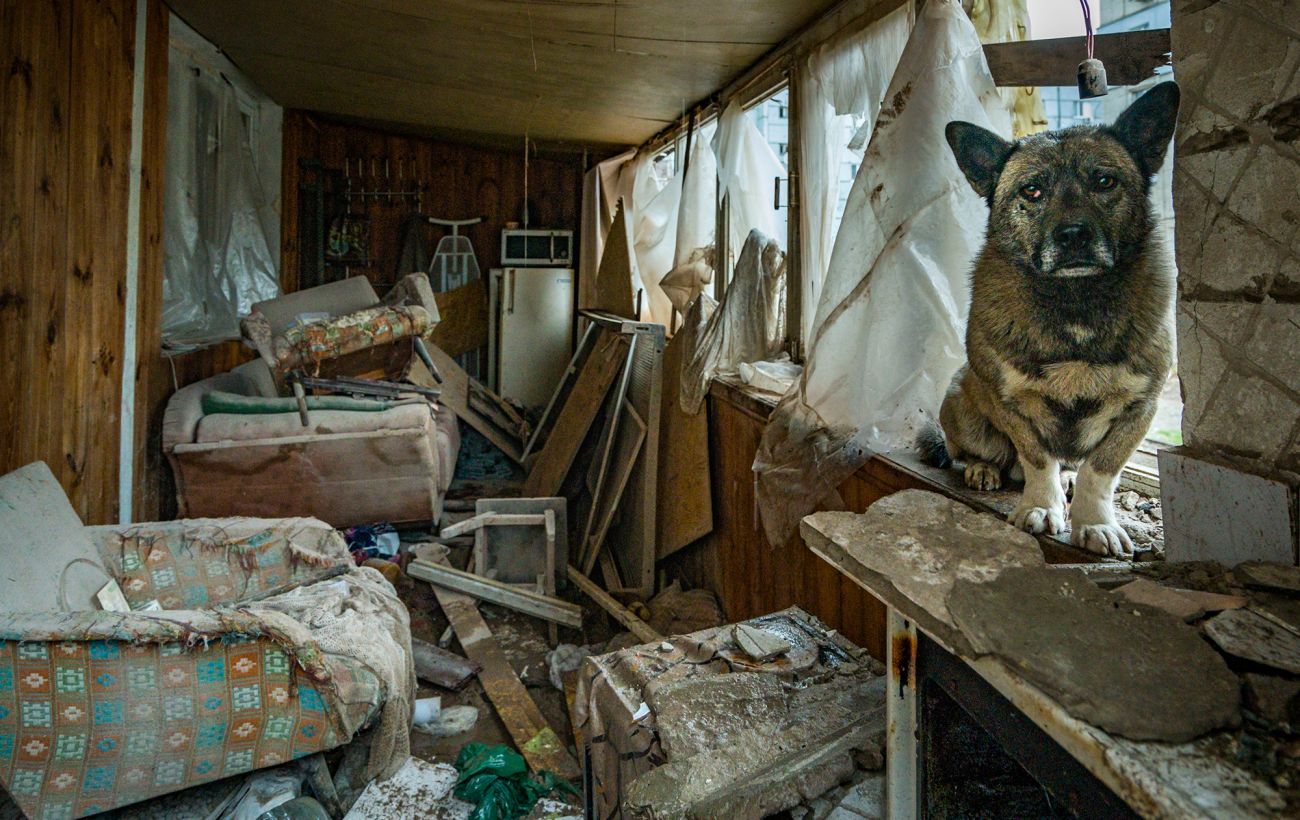 Зображення новини: Бродячі собаки атакують жителів Маріуполя: є постраждалі діти