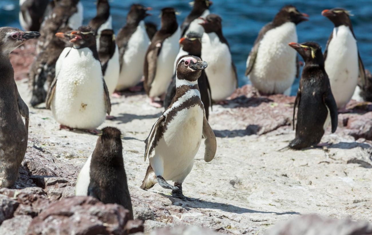 Зображення новини: Не плюшеві іграшки: чому гладити пінгвінів не можна і чим це загрожує