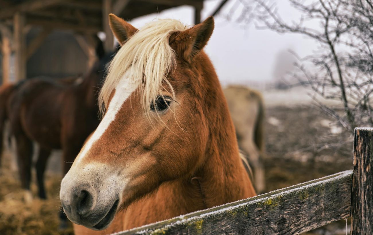 Зображення новини: Били та змушували тягти колоди: на Прикарпатті розслідують жорстоке поводження з кіньми