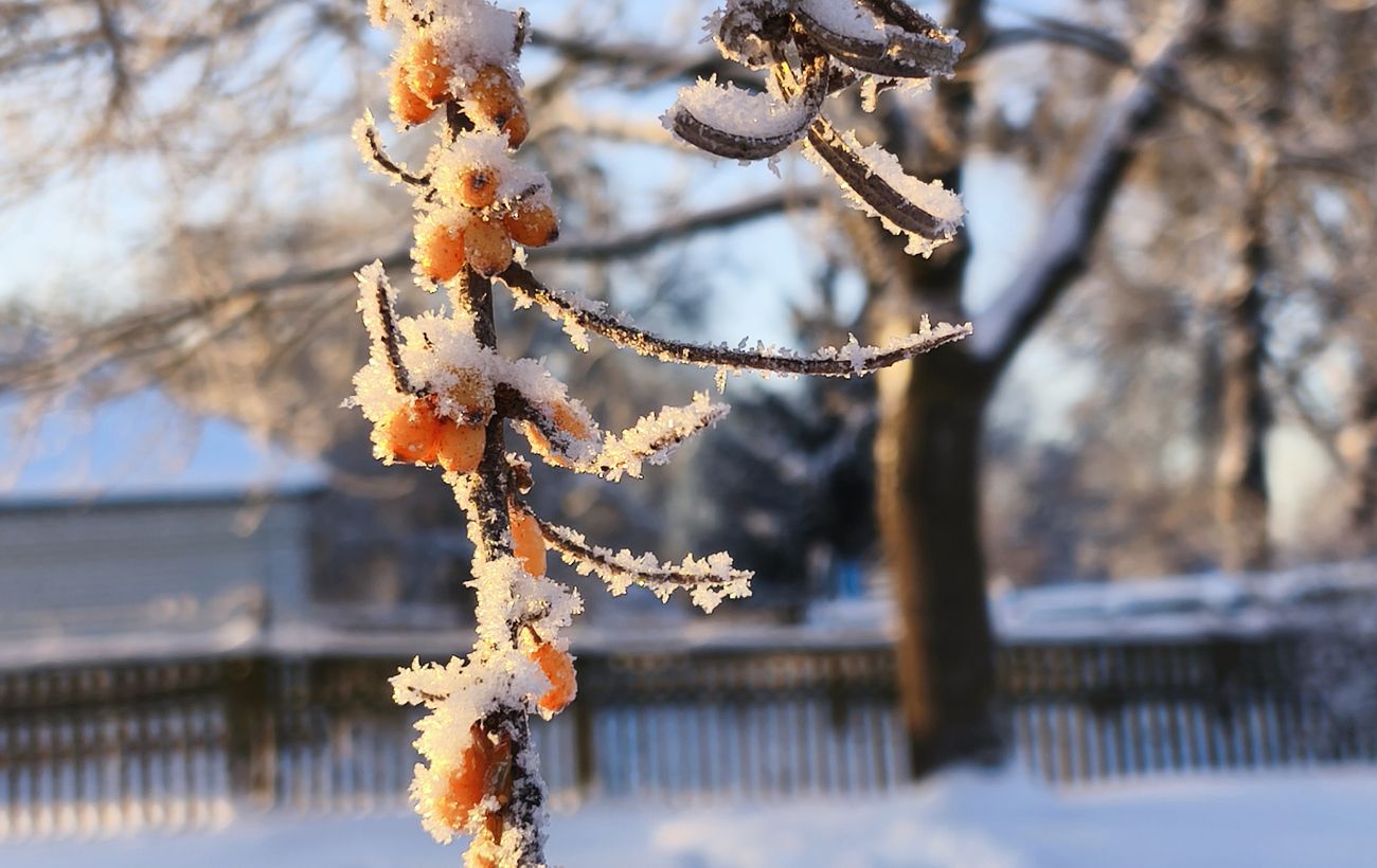 Зображення новини: Січень вразив: яке диво природи помітили українці під час сильних морозів (фото)