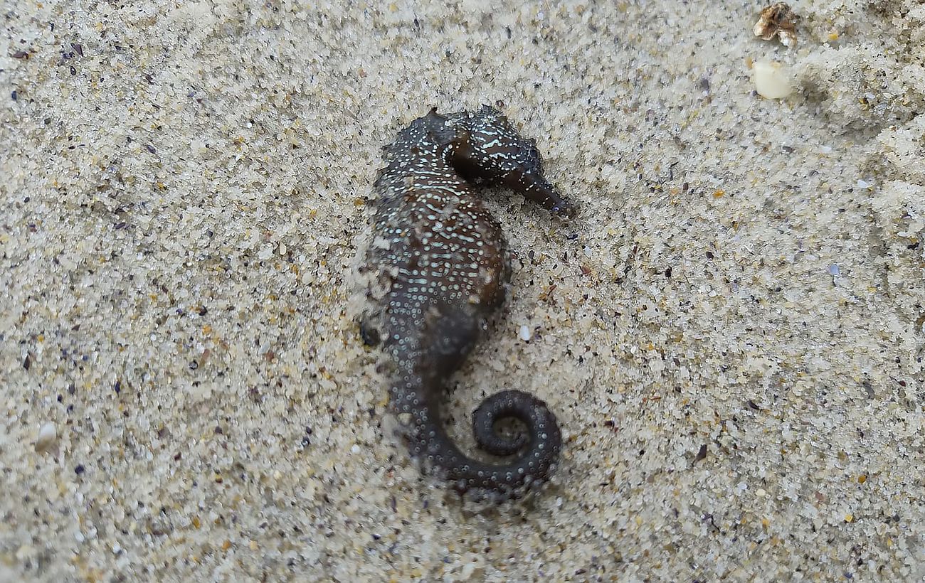 Зображення новини: В Одесі зафіксували масовий викид морських коників: що кажуть екоінспектори