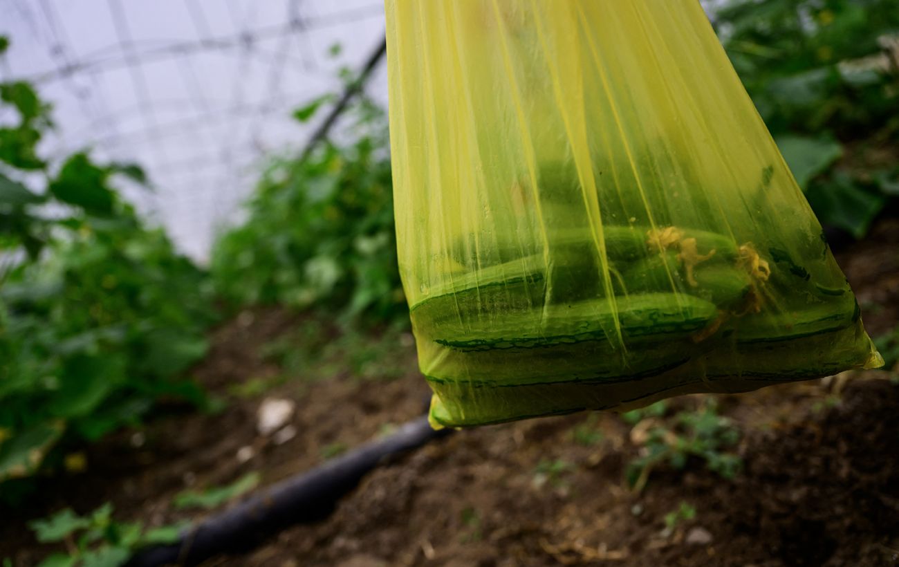 Зображення новини: Морози й відключення світла: чи можуть українці залишитись без тепличних овочів