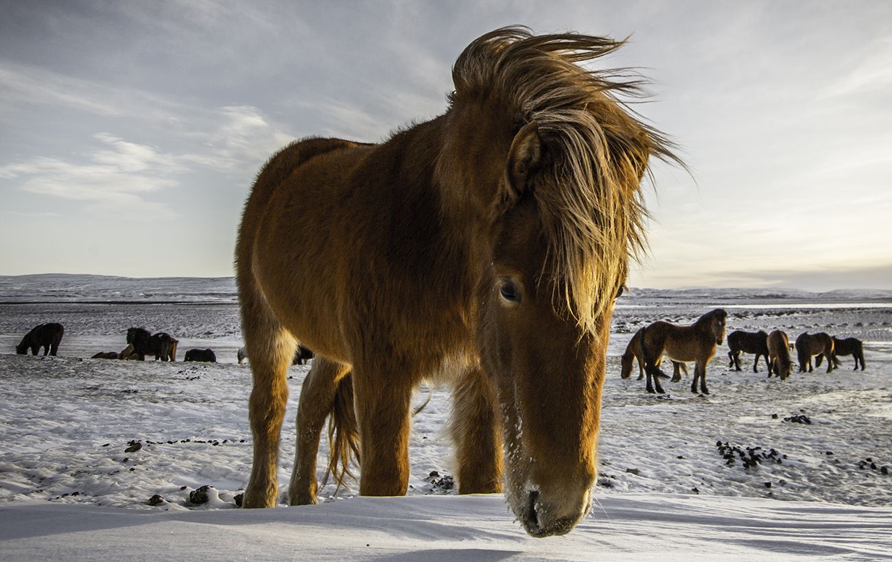 Зображення новини: Стародавнє китайське прокляття у рік Вогняного Коня: що може піти не так у 2026