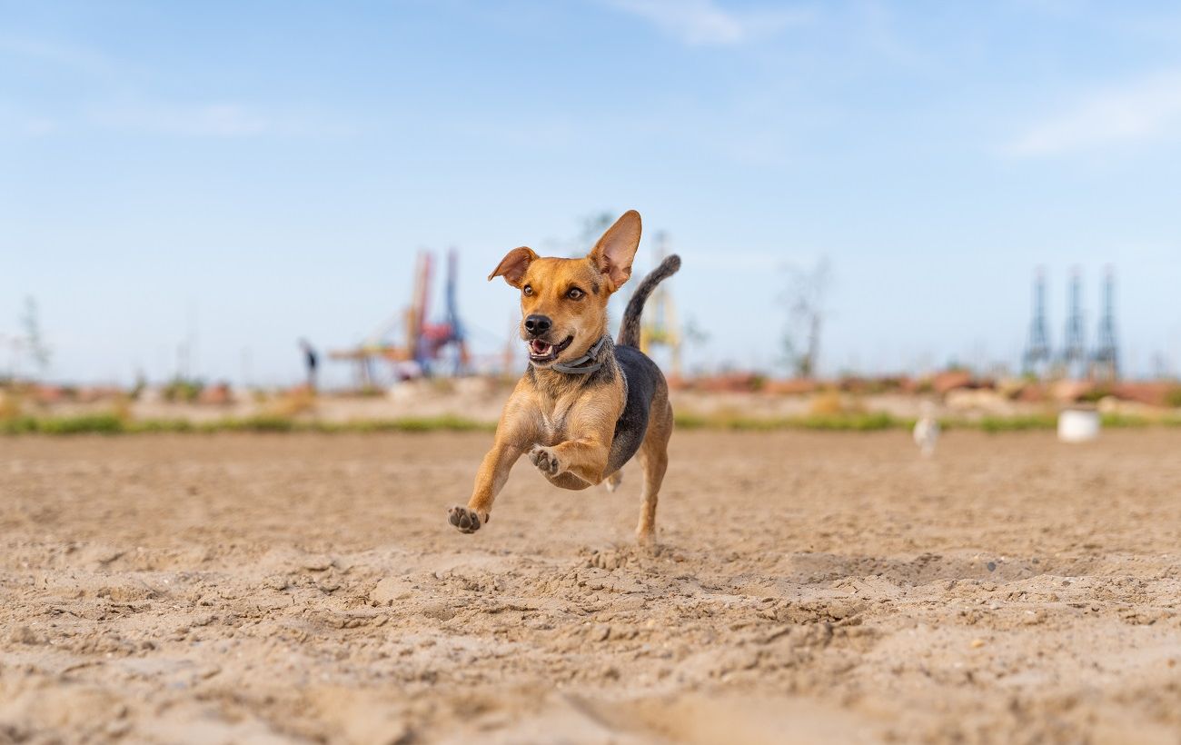 Зображення новини: Собака ігнорує поклик? Секретний трюк, який змусить улюбленця миттєво підбігати