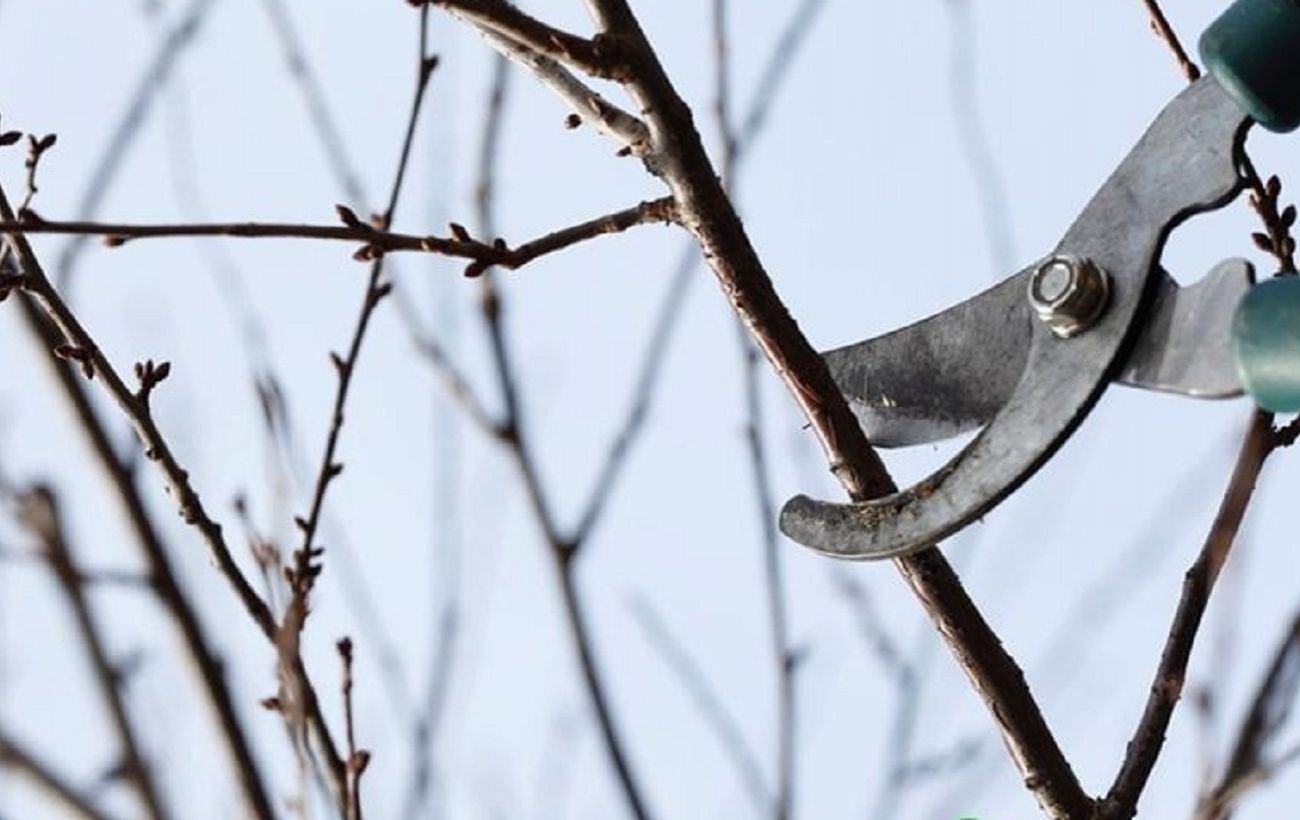 Зображення новини: Не пропустіть лютий: 5 робіт у саду, які потрібно зробити просто зараз