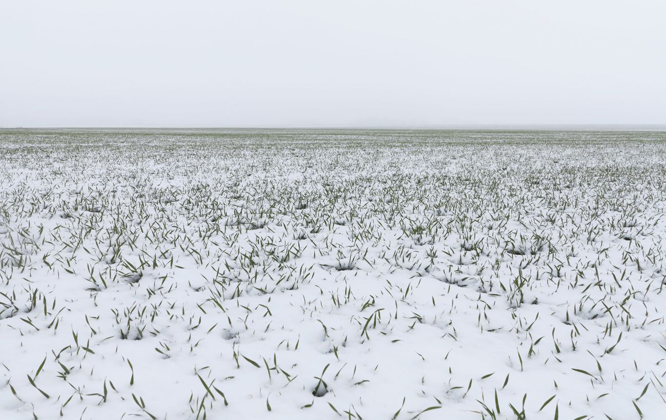 Зображення новини: Врожай під загрозою? Як люті морози в Україні вплинули на озимину й плодові культури