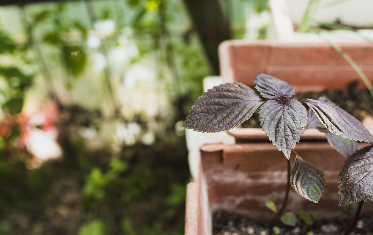 Зображення новини: Не ризикуйте врожаєм: 5 справ, які потрібно зробити вже у лютому на городі
