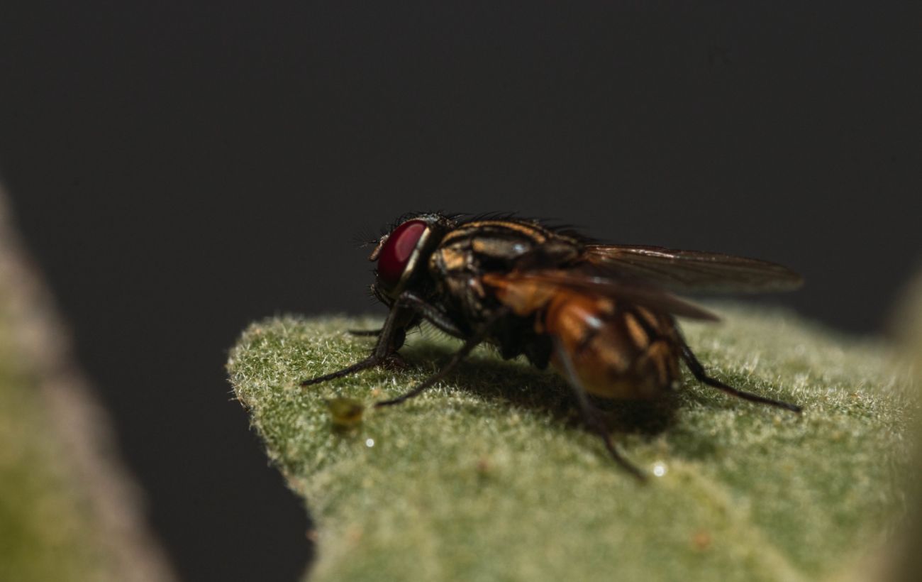 Зображення новини: Навіщо мухи постійно потирають лапки: ентомолог назвав справжню причину