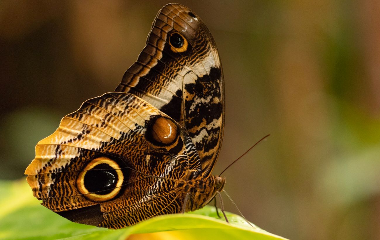Зображення новини: "Фальшиві очі": ентомолог пояснив, навіщо метеликам візерунки на крилах