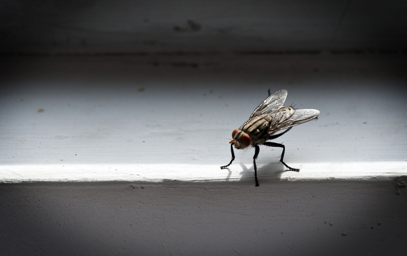 Зображення новини: Загибель чи сплячка? Як насправді зимують комарі з мухами і де ховаються