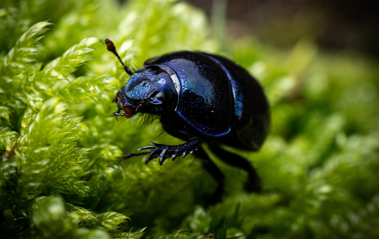 Зображення новини: Космічна експансія: чи можуть комахи вижити поза межами Землі