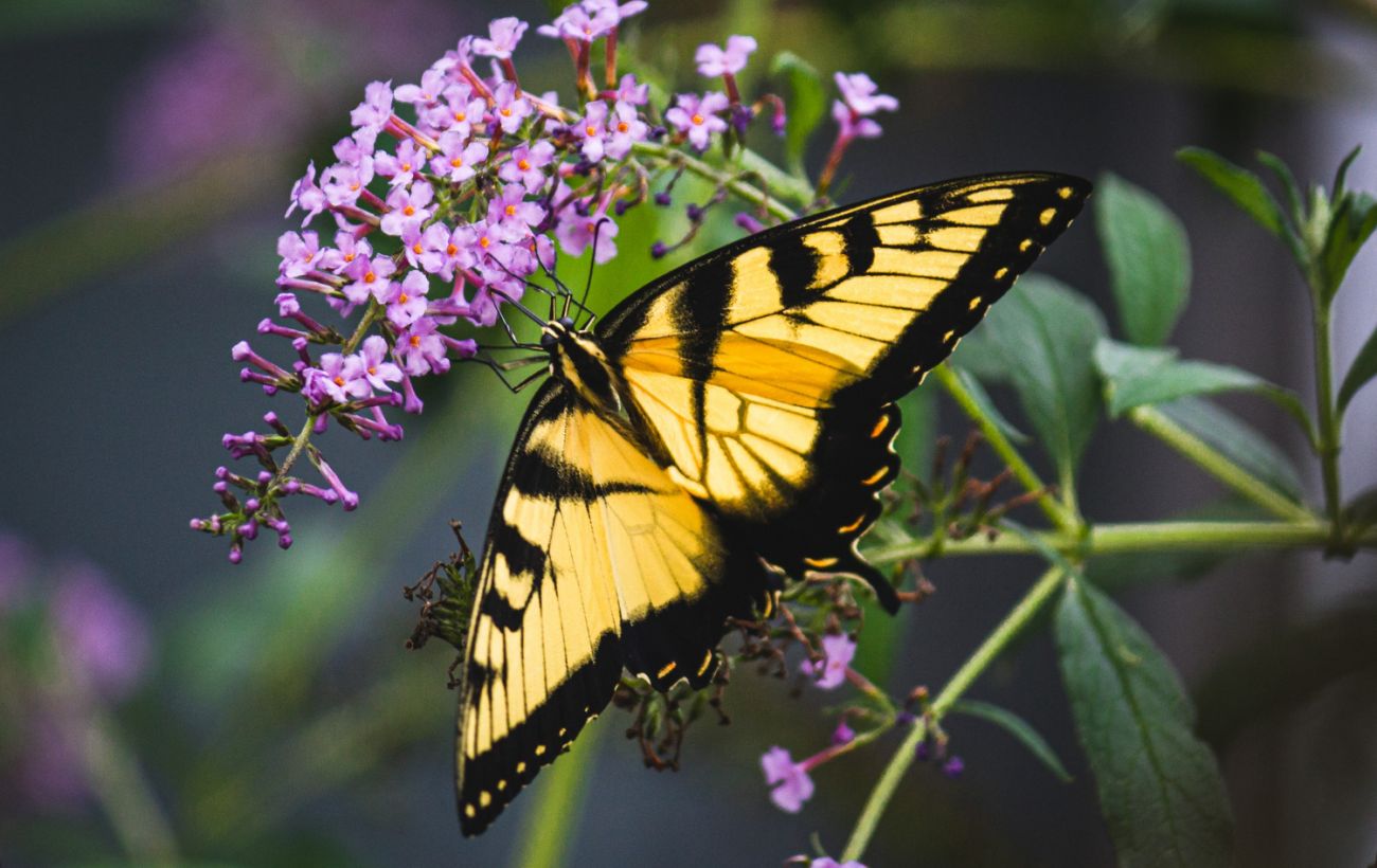 Зображення новини: Зі шкідників - у Червону книгу: чому в Україні зникають метелики і які види під загрозою