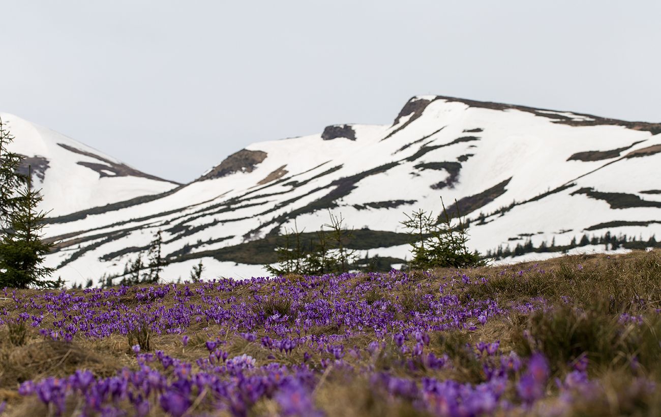 Зображення новини: Ці квіти пережили льодовиковий період: у вас є всього 2 тижні, щоб їх побачити