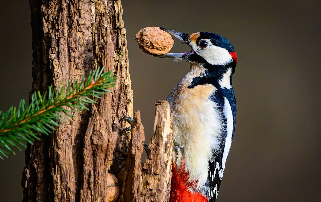 Зображення новини: Дятел б'є по дереву 20 разів за секунду: чому у нього не болить голова?