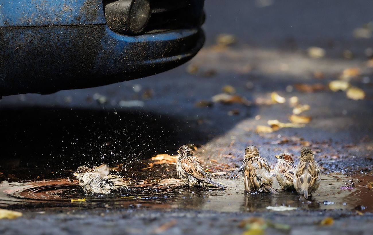 Зображення новини: Звичні сусіди зникають: як клімат впливає на птахів України і хто вже "переселився"