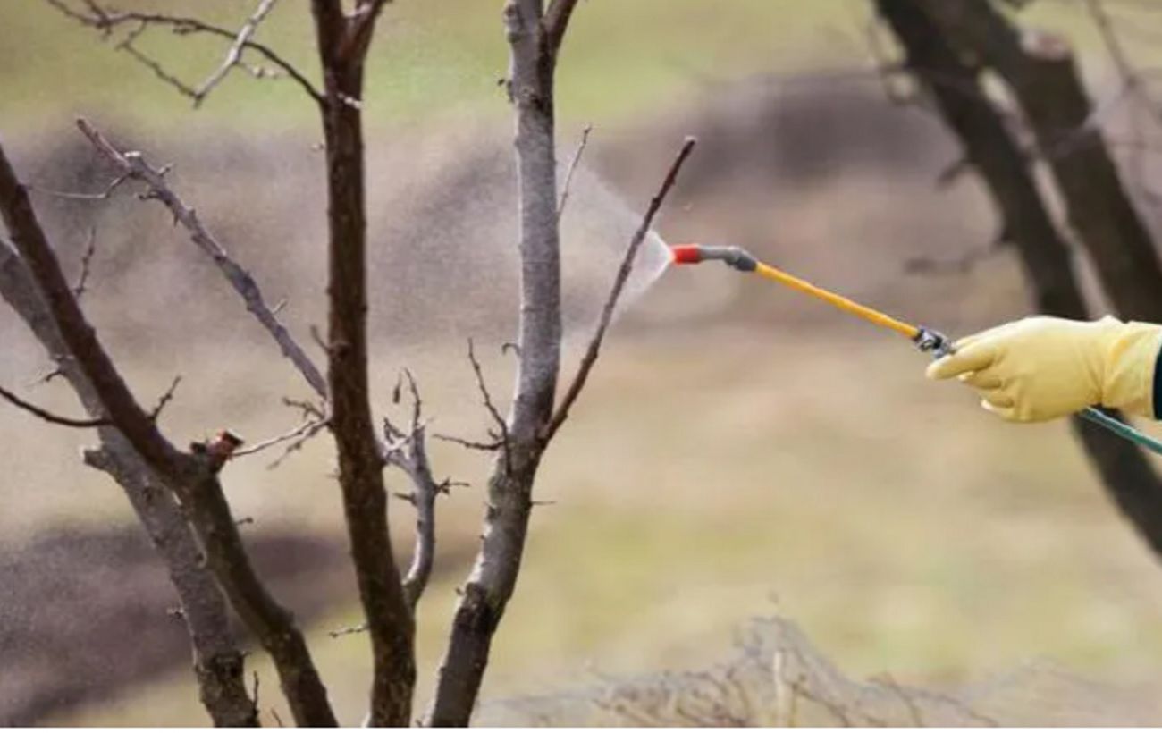 Зображення новини: Не поспішайте прибирати сад навесні: несподівана користь "безладу"