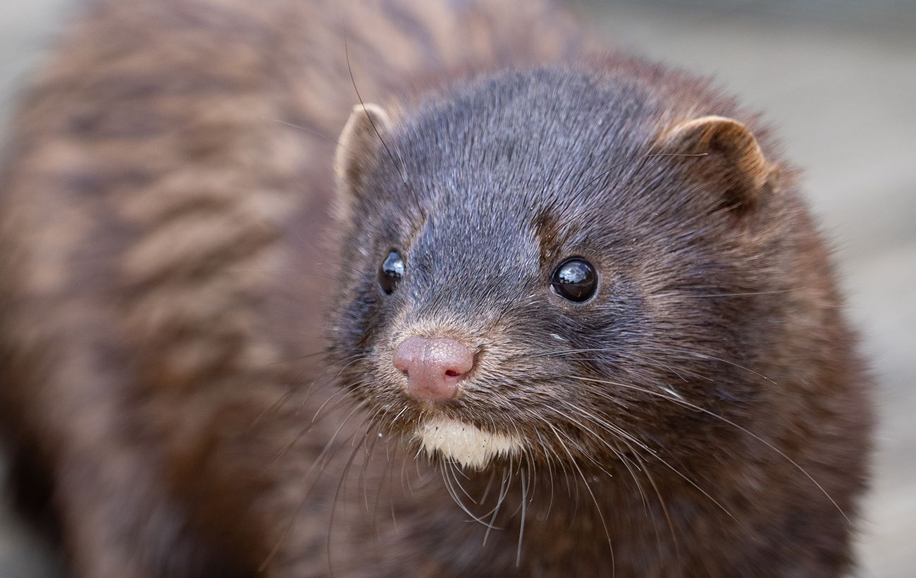 Зображення новини: Рідкісний гість в Одеській області: у нацпарку виявили сліди тварини з Червоної книги