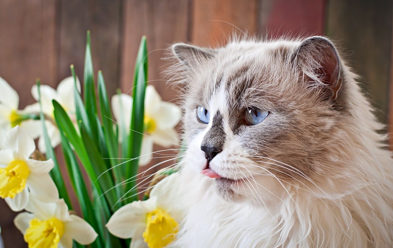 Зображення новини: Небезпека весни для улюбленців: ці популярні квіти можуть отруїти кота чи собаку