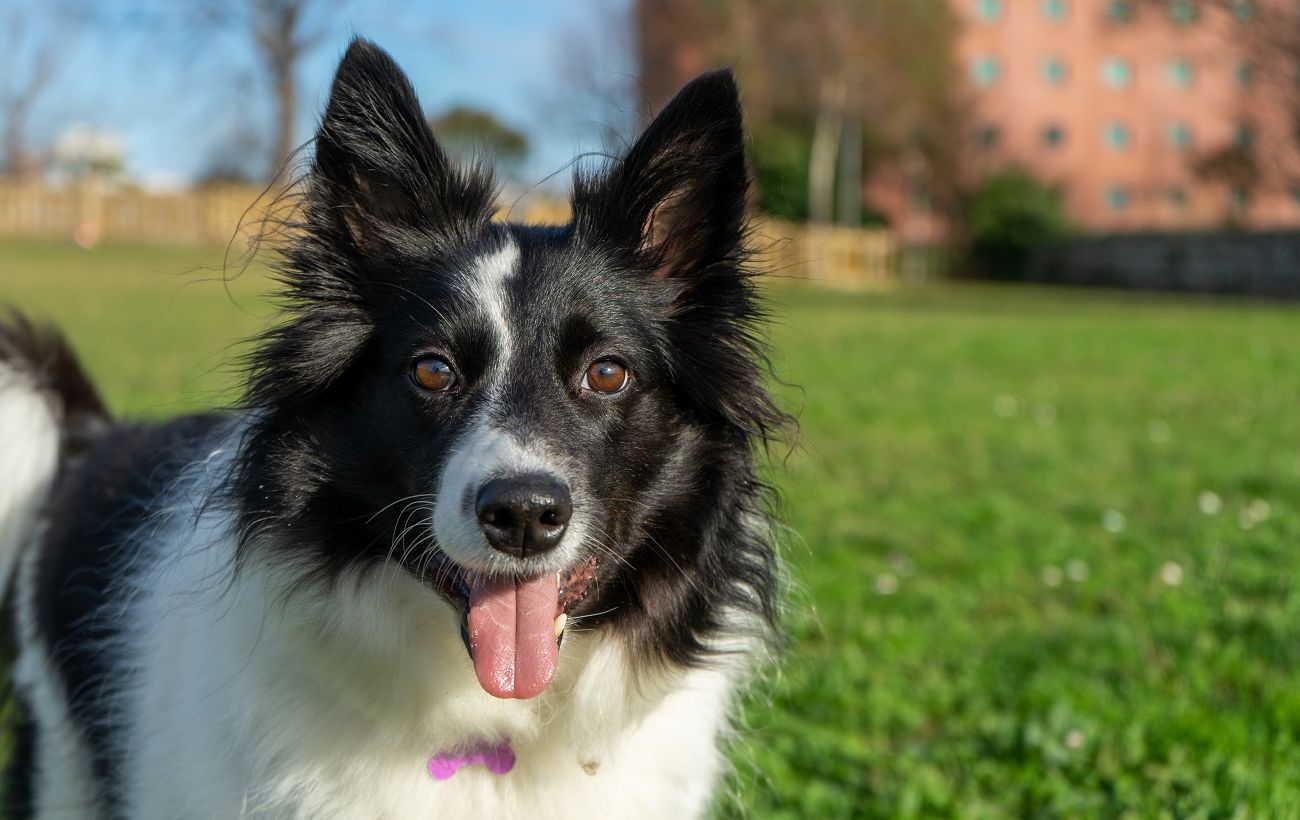 Зображення новини: Тренер назвав три популярні породи собак з найгіршою поведінкою