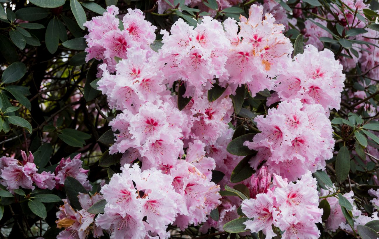 Зображення новини: "Крижані тропіки": чи вижили азалії у Ботсаду Гришка і чи буде цвітіння цьогоріч
