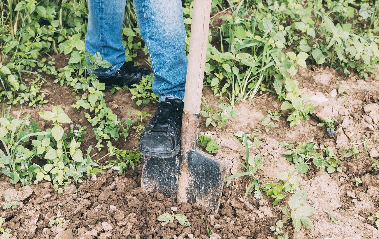 Зображення новини: Не викидайте бур’яни. Секретний спосіб перетворити їх на "золото" для городу