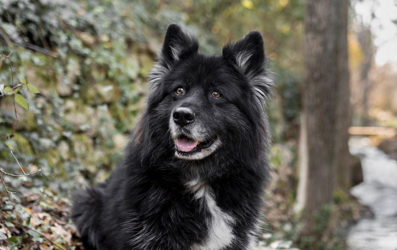 Зображення новини: Кінолог назвав три породи собак, які найважче піддаються дресируванню