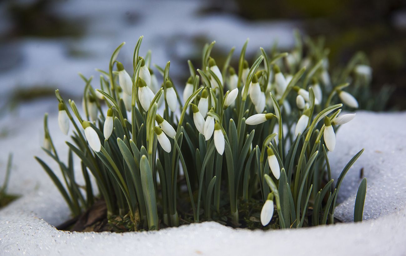 Зображення новини: Проліски за 3600 гривень: які штрафи загрожують українцям за продаж первоцвітів
