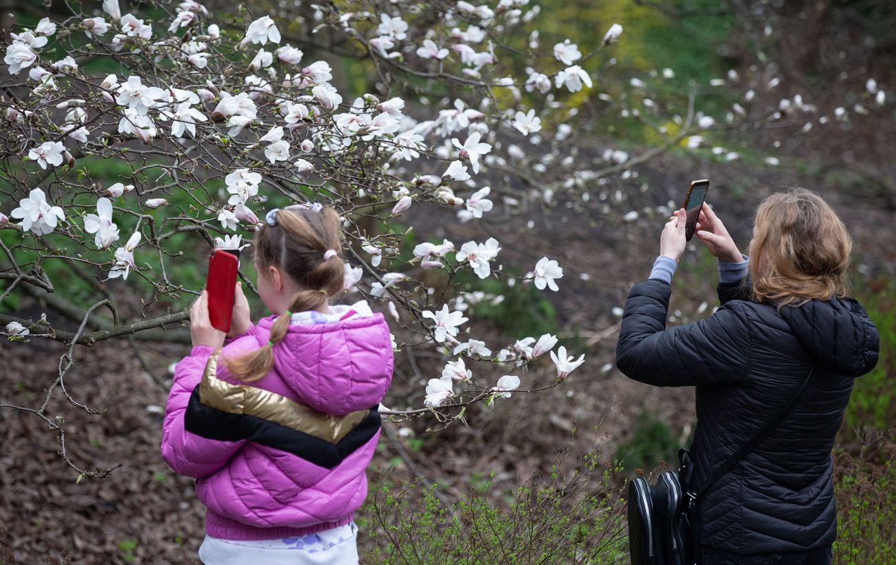 Зображення новини: Чи перемерзли магнолії у Києві: у Ботсаду на "Університеті" зробили заяву щодо цвітіння