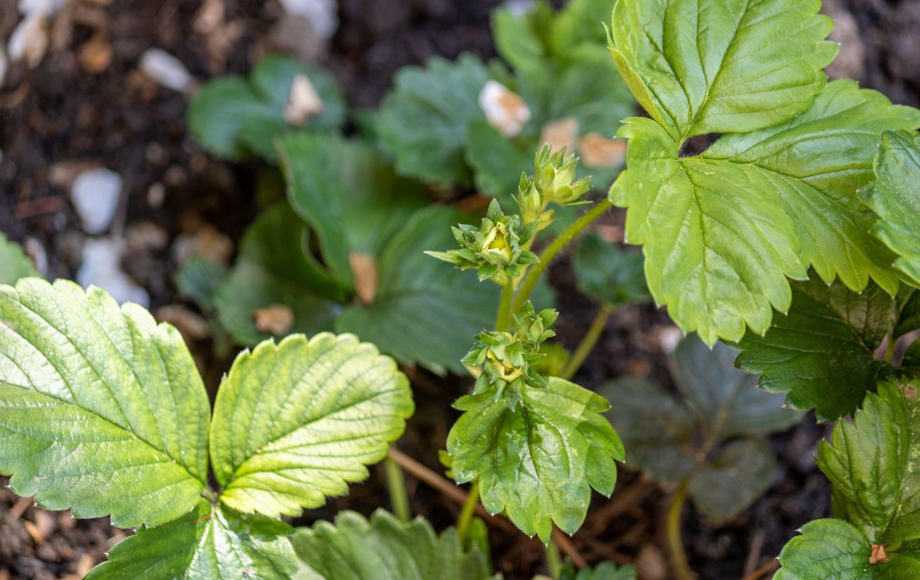 Зображення новини: Ви втратите врожай полуниці, якщо не зробите в саду одну просту річ
