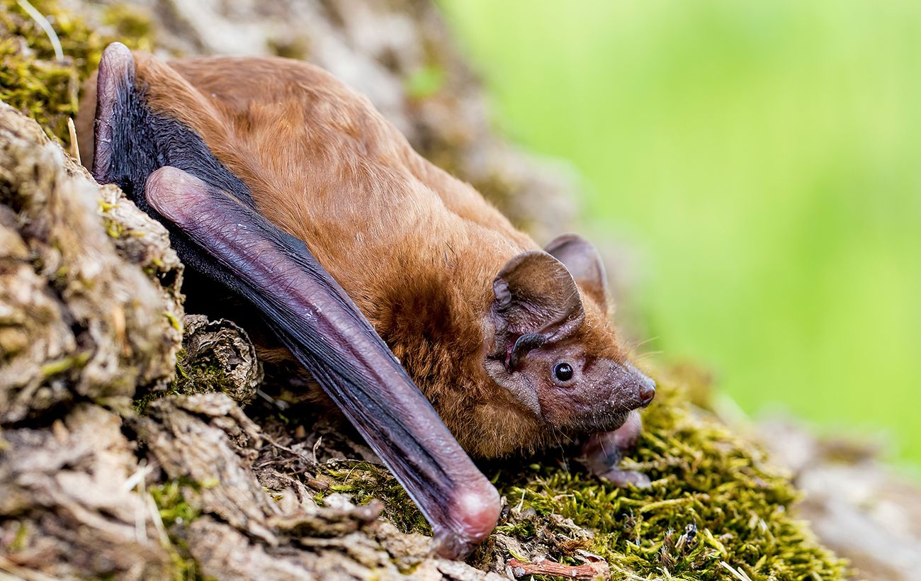 Зображення новини: Понад 900 кажанів під обшивкою балкону: у Харкові знайшли рекордну колонію (фото)